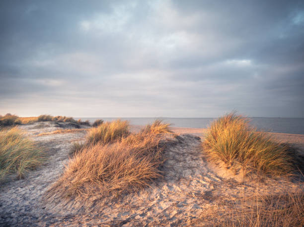 istock Sand dunes in golden sunlight 1300360639