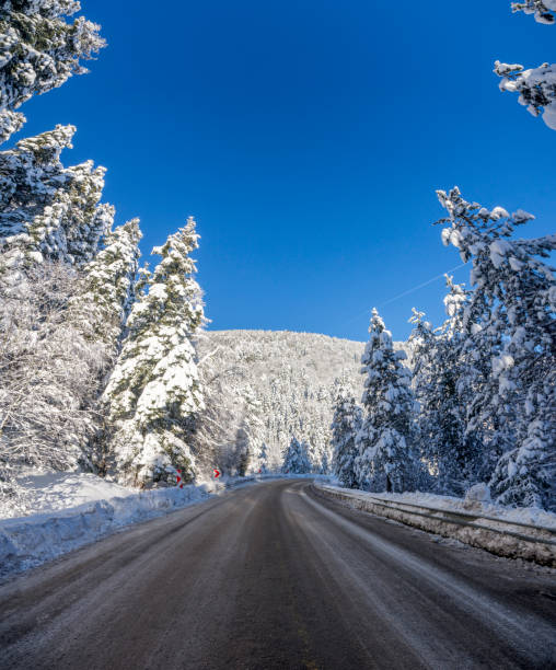 istock snowy roads and trees. ahmet master pass 1300360824