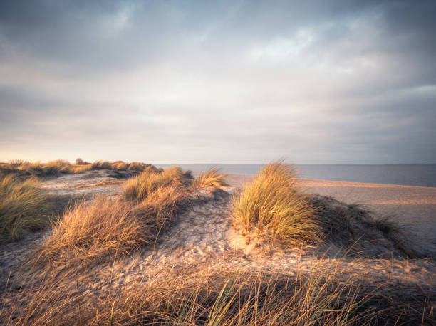 istock Sand dunes in golden sunlight 1300360959