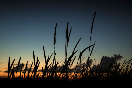 Close-up of beach grass at dusk. Insects silhouettes against deep blue sky. Wangerland, Lower Saxony, Germany.