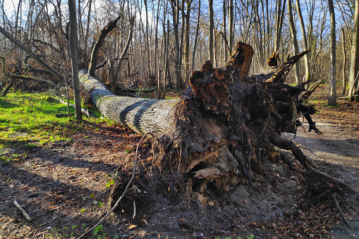 Tree uprooted after a storm.