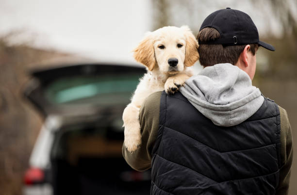 chiot mâle de vol ou de dognapping de criminel pendant le verrouillage de santé - thief photos et images de collection