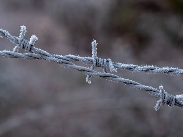 istock Barbed wire image in the early morning frost 1300362720