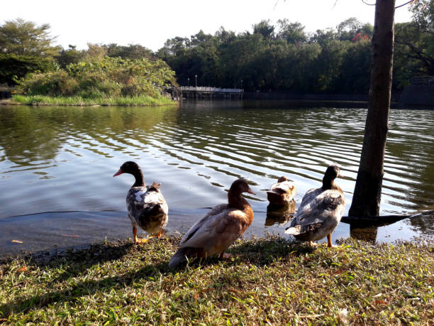 istock A group of wild ducks are on the river bank 1300363637