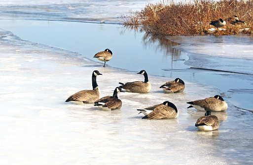 A flock of Canada Geese resting on a snow and ice covered Marsh in early spring