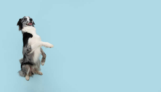 istock Border collie trick. Dog sitting on hind legs begging behaviour. Isolated on blue background. 1300363894