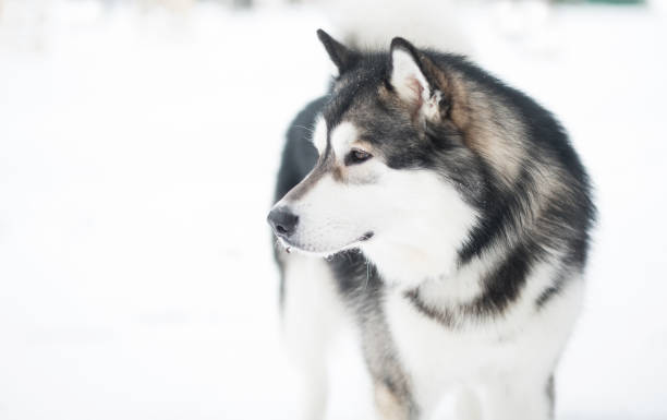istock Young alaskan malamute looking back, standing in snow. Dog winter. 1300363946