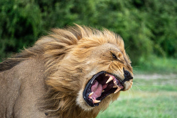 die macht des königs - lions tooth stock-fotos und bilder