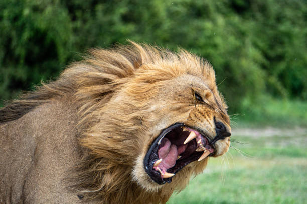 istock The power of the king 1300365033