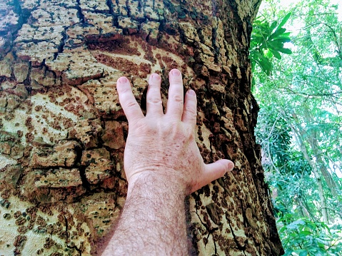 I touch the pine tree.