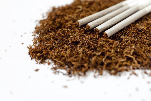 a pile of dry tobacco with rolled cigarettes isolated on a white - tobacco cigarette tobacco product rolling imagens e fotografias de stock