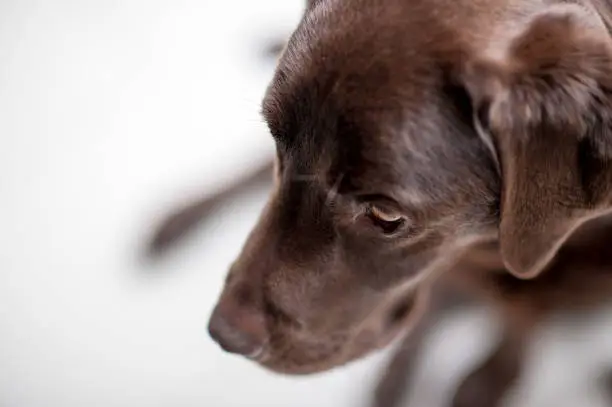 Portrait of head of chocolate labrador dog looking down and out of frame against a bright background with it's body and limbs out of focus in the background