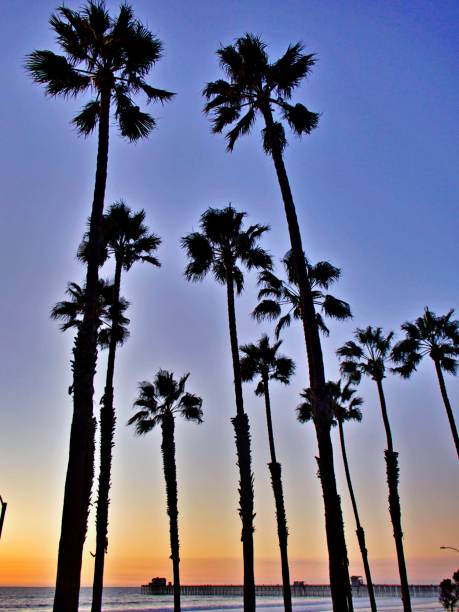 istock Southern California Beach Side 1300366520