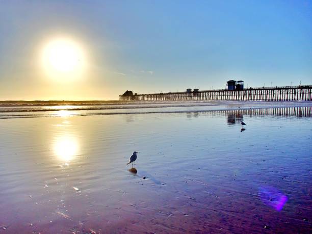 istock Southern California Beach Side 1300366562