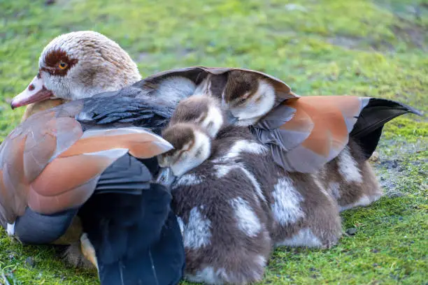 February 2021:Female Egyptian Goose warming its chicks between its feathers