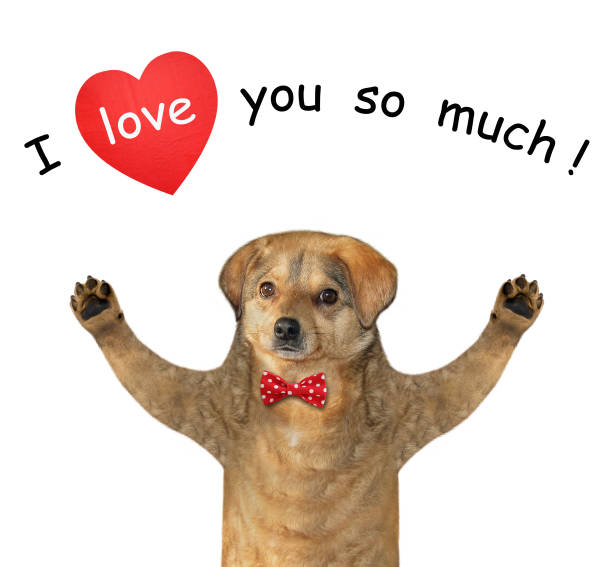 istock Dog beige in love 1300367148