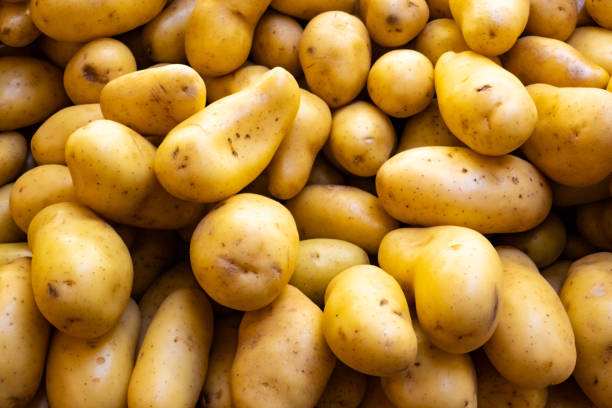 감자 - raw potato 이미지 뉴스 사진 이미지