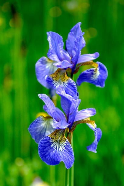istock Beautiful blue flower iris on a blurred green background. Spring 1300367903