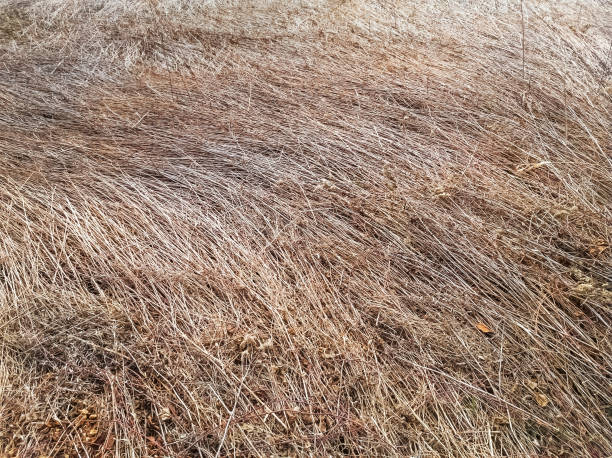 istock Dried common reed lying on the ground 1300368127