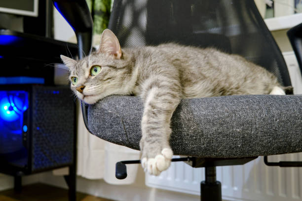 istock A large grey cat lies on a computer chair in the home office, lockdown 1300369257