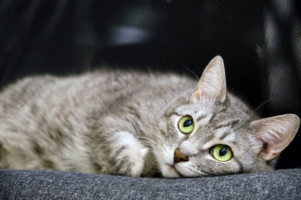 istock Pet lying on computer chair in home office, pandemic end concept 1300369260