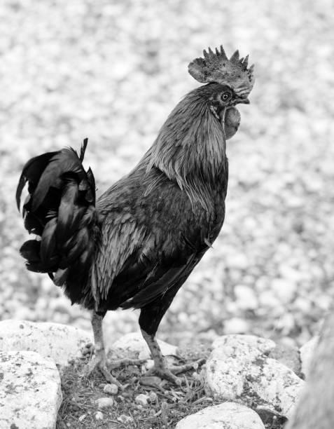istock Rooster is looking for food in farmyard 1300369329