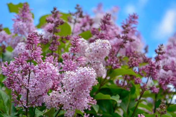 장식 관목으로 널리 재배 된 라일락의 향기로운 보라색, 분홍색과 흰색 꽃 - ornamental garden multi colored white pink 뉴스 사진 이미지