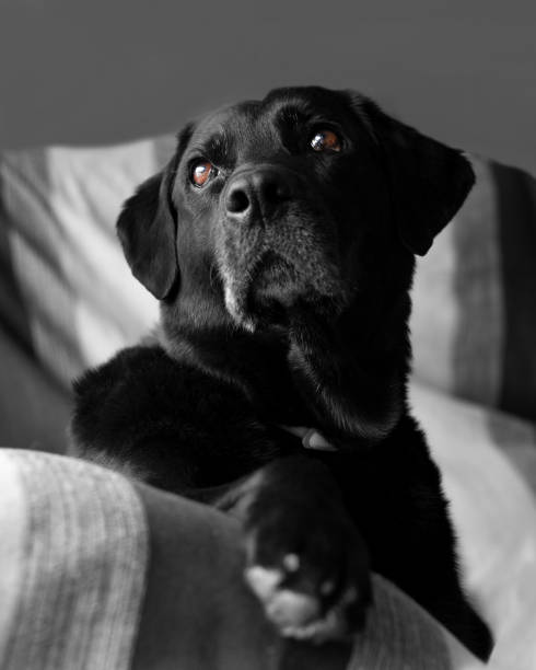 cane labrador retriever nero che guarda fuori dalla finestra - dog black labrador retriever animal nose foto e immagini stock