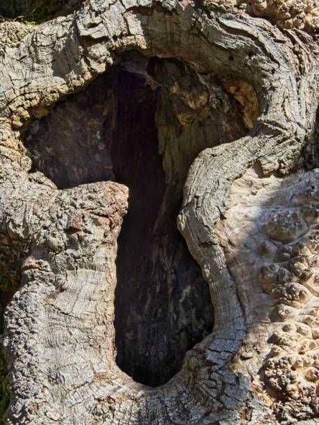 corteza - tree hole bark brown fotografías e imágenes de stock