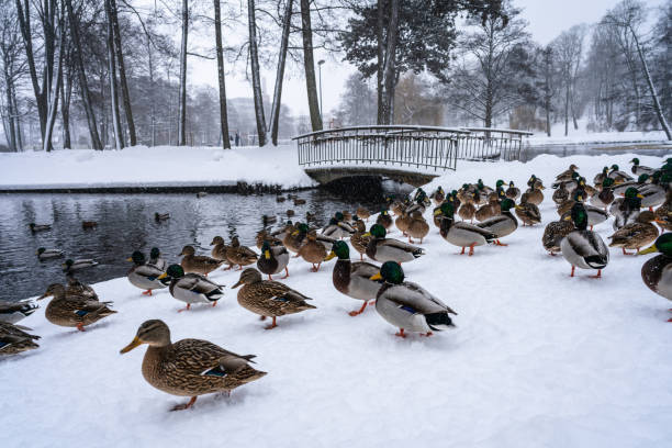 Ducks in the pond of Arcadia Park