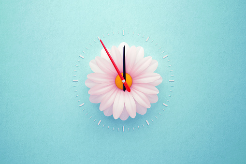 Single white daisy forming clock over teal background. Horizontal composition with copy space. Spring forward and daylight saving time concept.