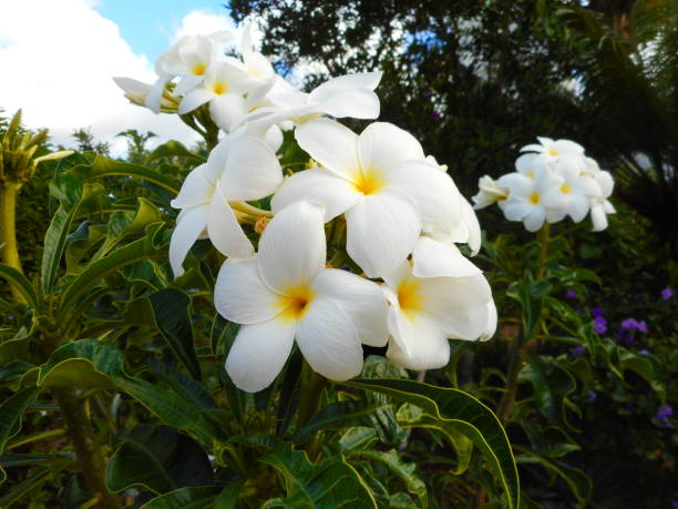 planta flor jasmim do caribe - plumeria pudica - prudish - fotografias e filmes do acervo