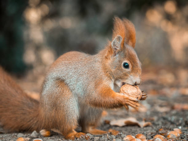 istock A squirrel sits on the forest floor and holds a nut in the front paws. 1300371811