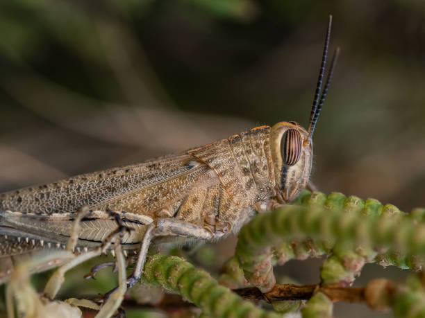 istock brown grasshopper on a plant 1300372253