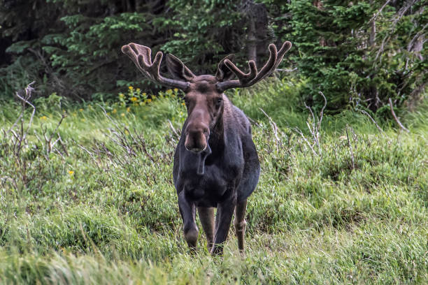 istock Shiras moose near Cameron Pass in Colorado 1300373203