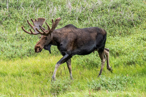 Bull moose