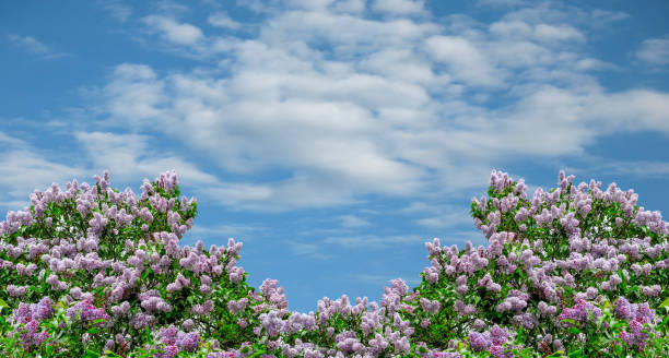 istock Spring background with blossoming lilac bush on blue sky background 1300373263