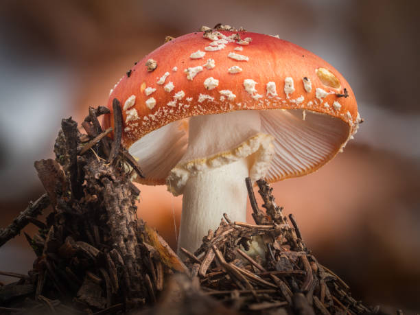 istock A single insulated toadstool with a bright red cap stands in the autumnal coniferous forest. 1300373307