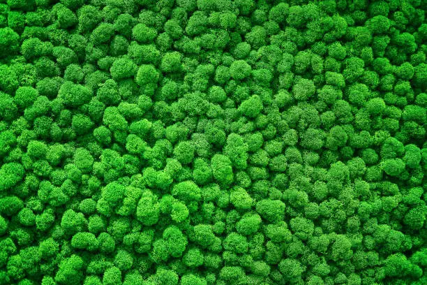 Texture of bushes of green stabilized moss similar to trees with a view from above, background