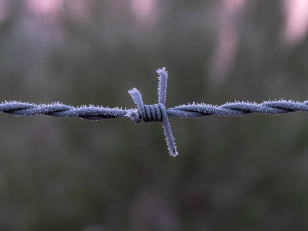 istock Barbed wire image in the early morning frost 1300374453