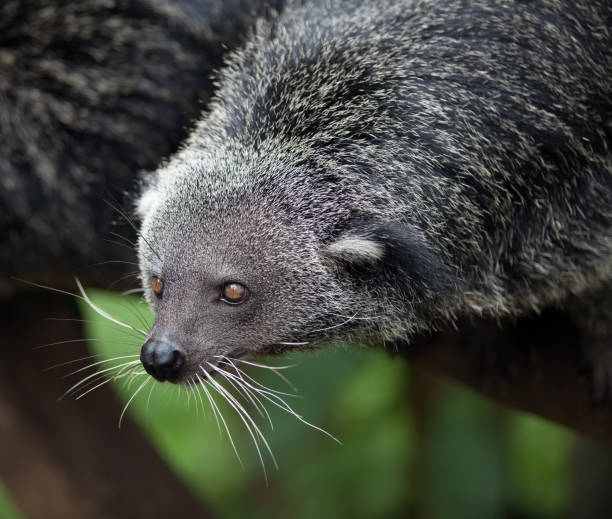 istock exotic, rare and amusing animal - binturong 1300374485