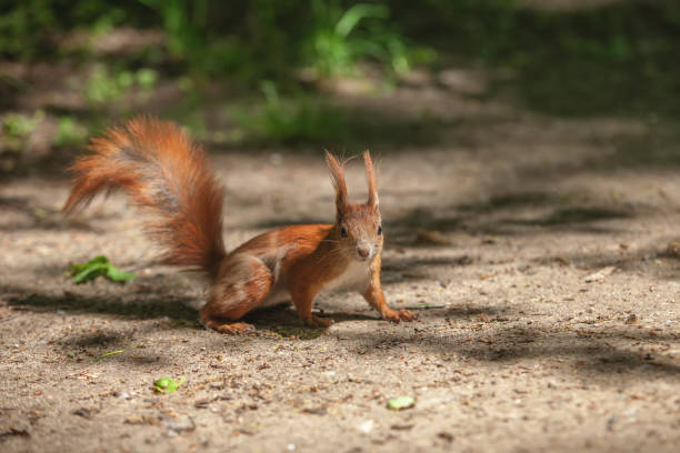 istock Little funny red squirrel in the park 1300374580