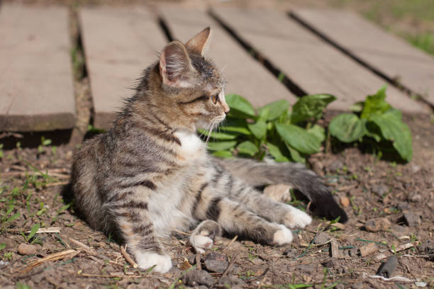 istock kitten sitting on the ground. a bright sunny day. 1300374605