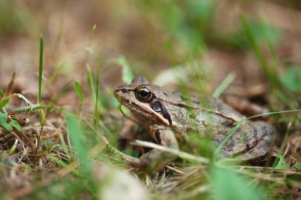 istock young frog hiding in the grass 1300374626