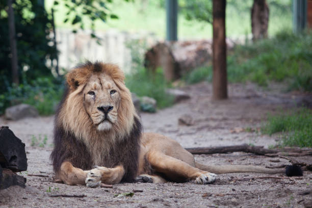 istock portrait of a large beautiful lion 1300374631