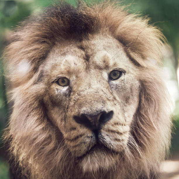 istock portrait of a large beautiful lion 1300374732