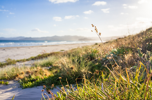 A close up of grasses growing in the sand dunes, with a beautiful sandy New Zealand beach in the background.