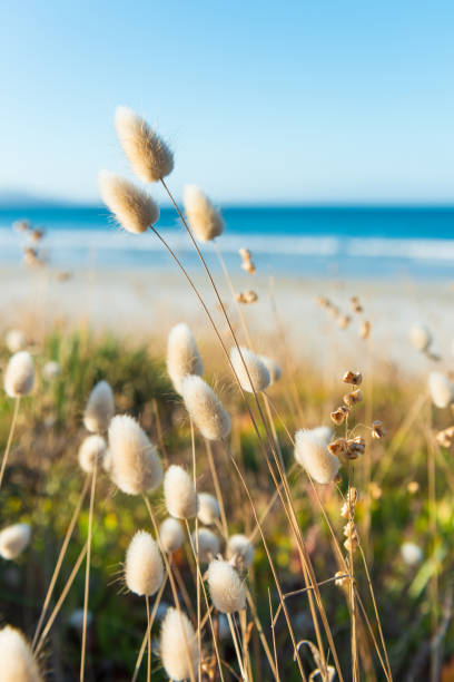 Idyllic beach tranquility Soft grasses in close-up, with the beach and sea in the background on a summer's day near Matarangi on the Coromandel Peninsula in New Zealand. marram grass stock pictures, royalty-free photos & images