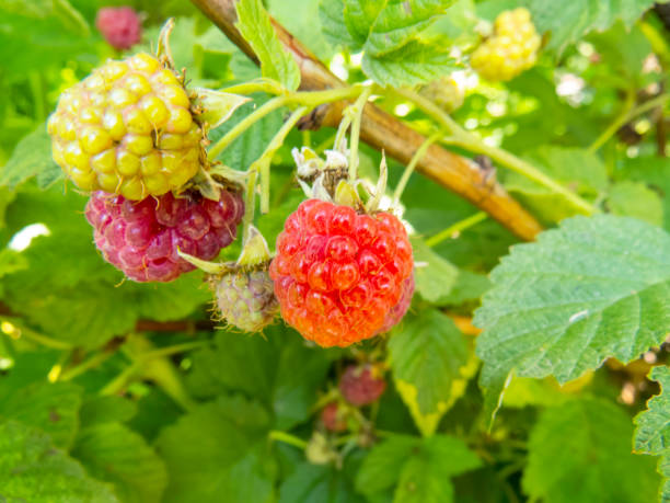 istock raspberries   in the summer garden 1300375764