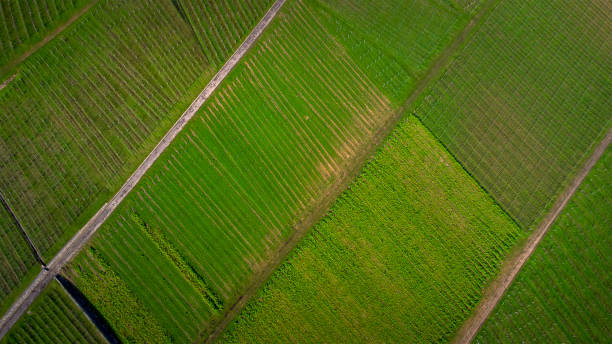 istock Vineyards in spring - aerial view 1300376826